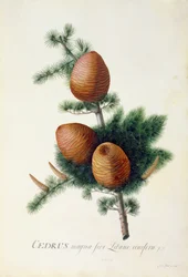 Cedrus Libani, 1744